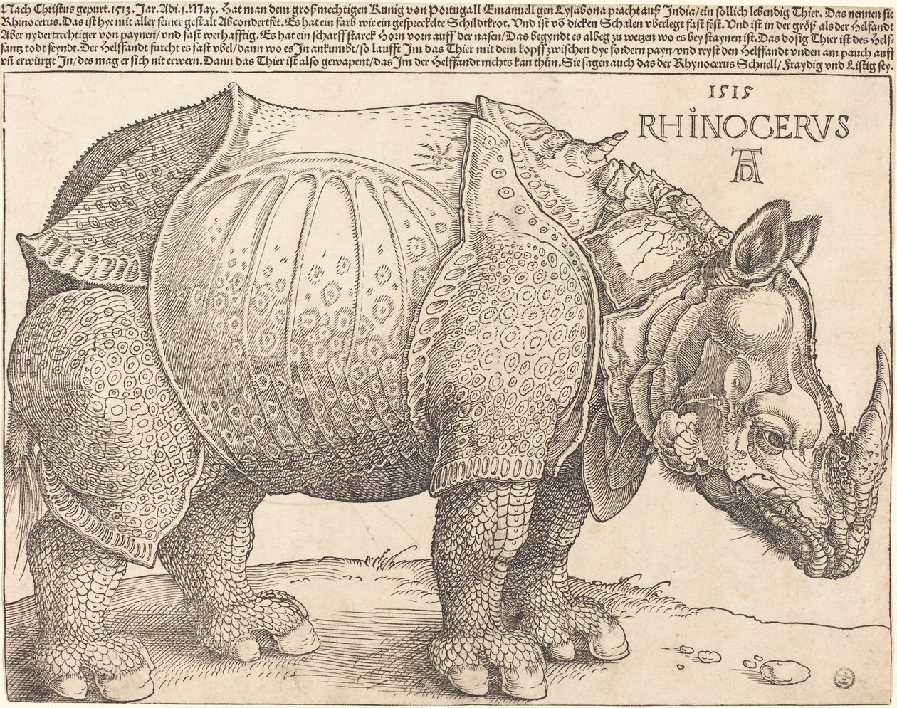 Latin :  Rhinocerus Le Rhinocéros - Albrecht Dürer