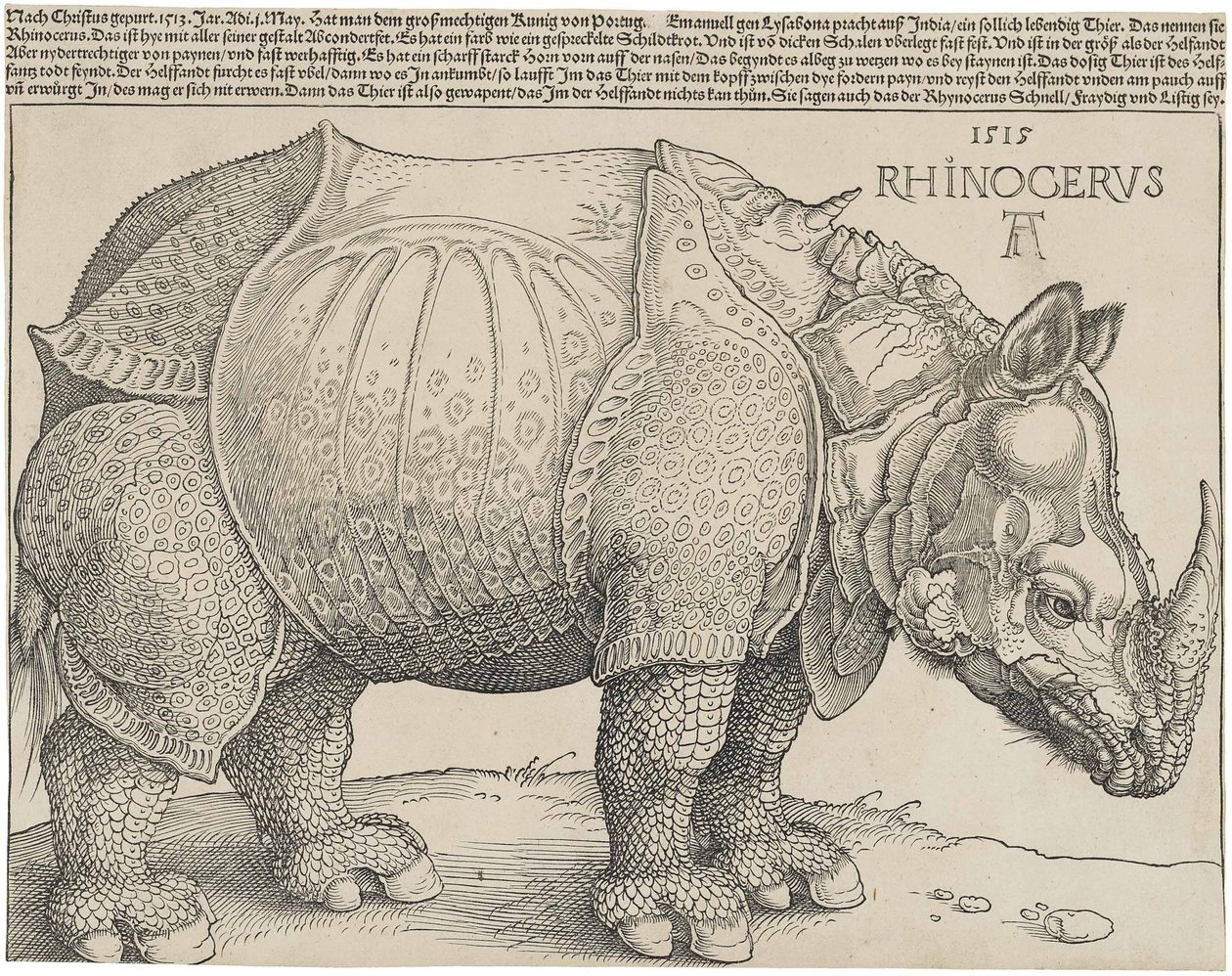 Latin :  Rhinocerus Le Rhinocéros - Albrecht Dürer