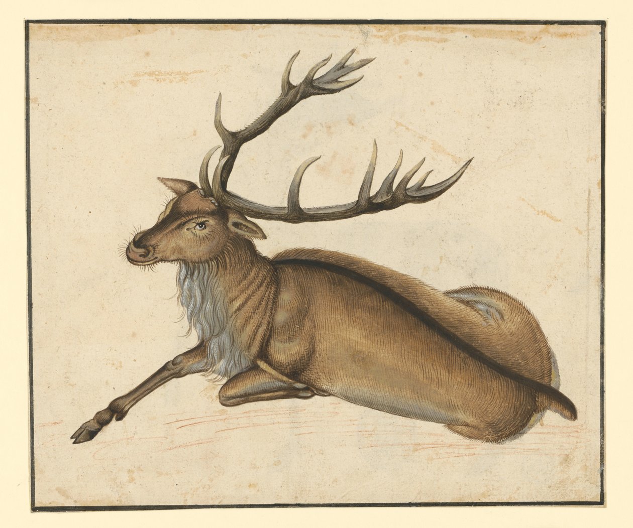 Cerf couché, tourné vers la gauche - Albrecht Dürer