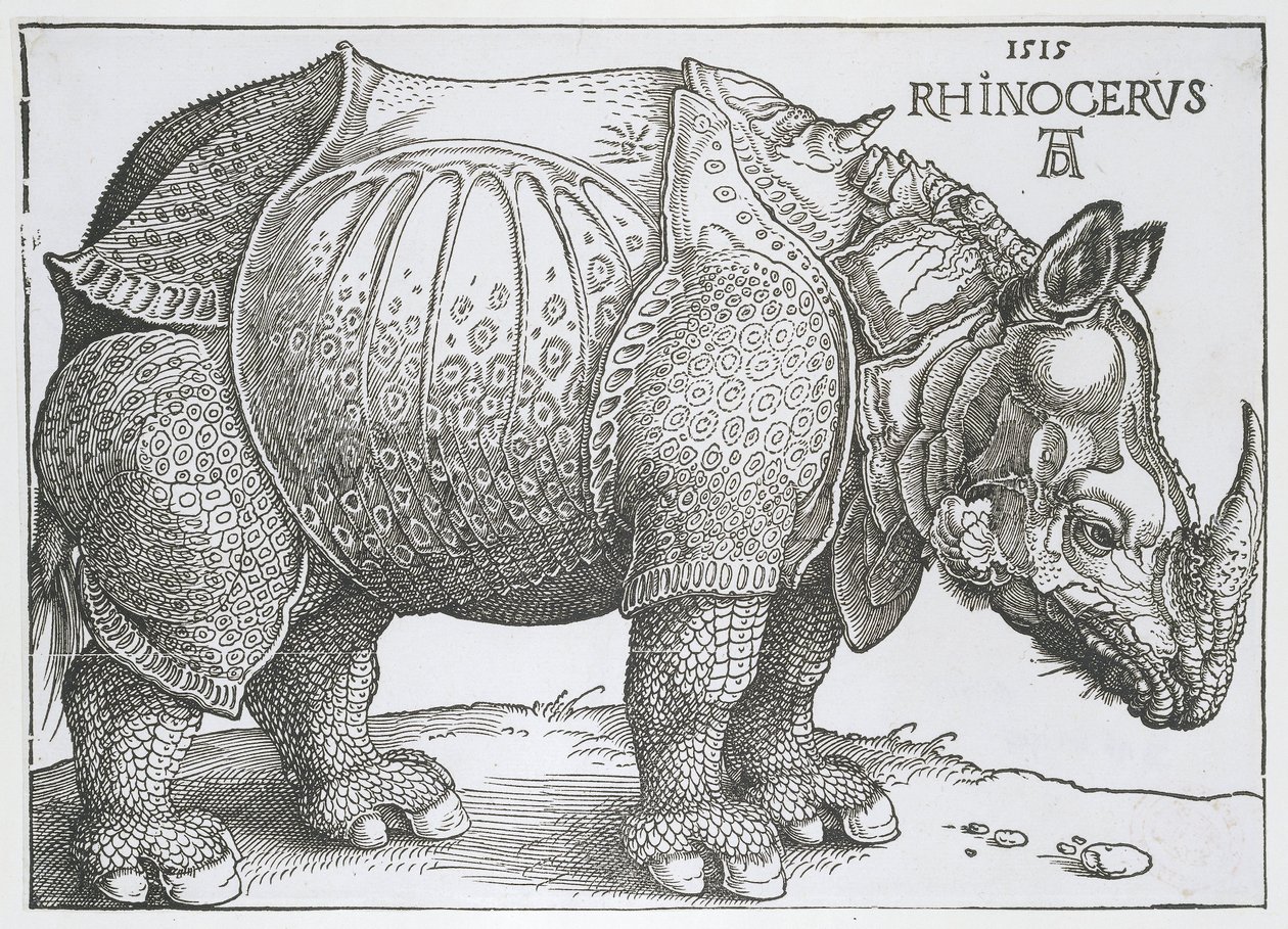 Rhinocéros - Albrecht Dürer