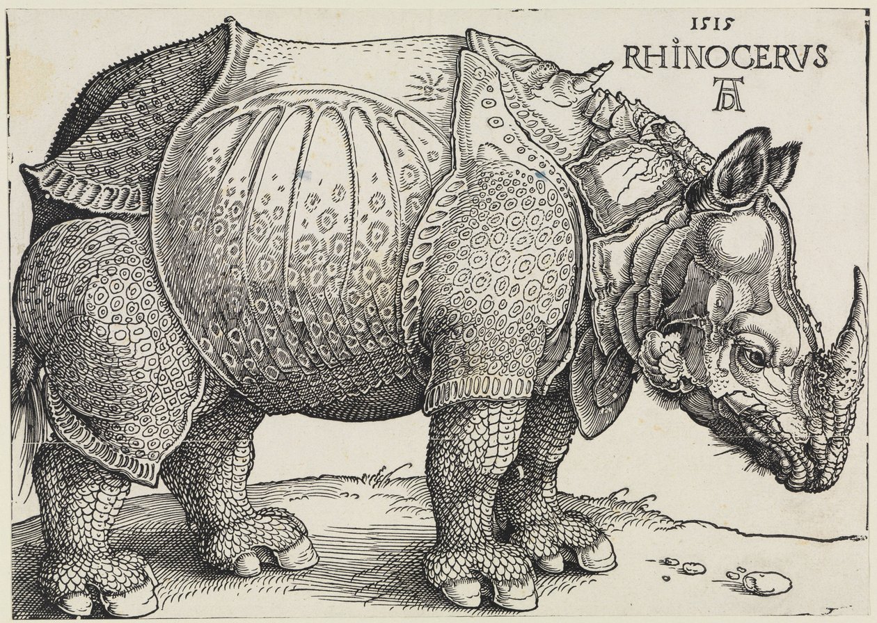 Rhinocerus (Le rhinocéros) - Albrecht Dürer