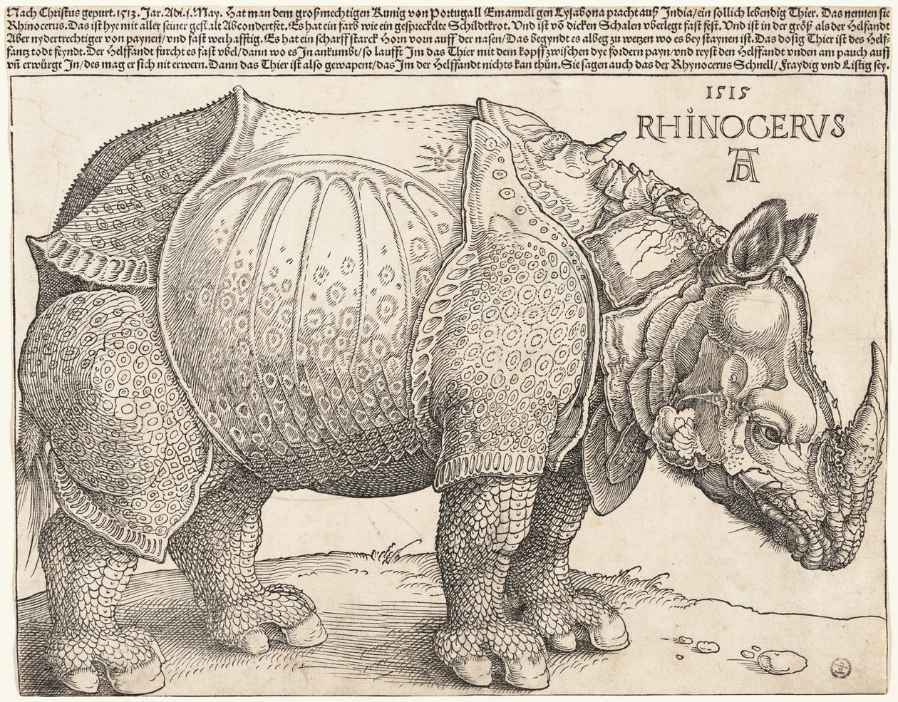 Le Rhinocéros - Albrecht Dürer