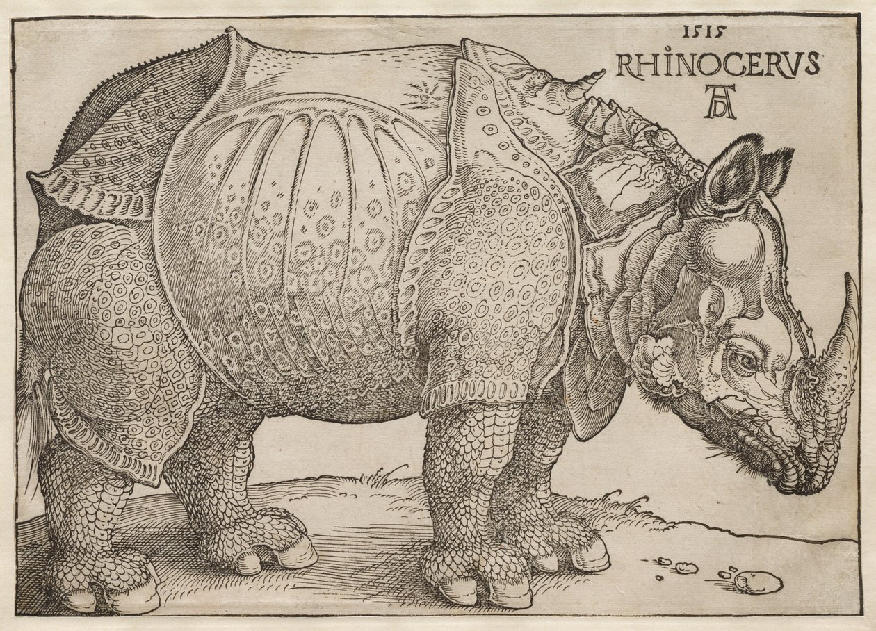 Le Rhinocéros - Albrecht Dürer