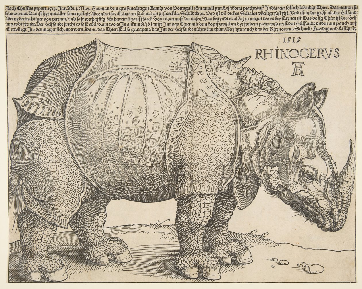 Le Rhinocéros - Albrecht Dürer