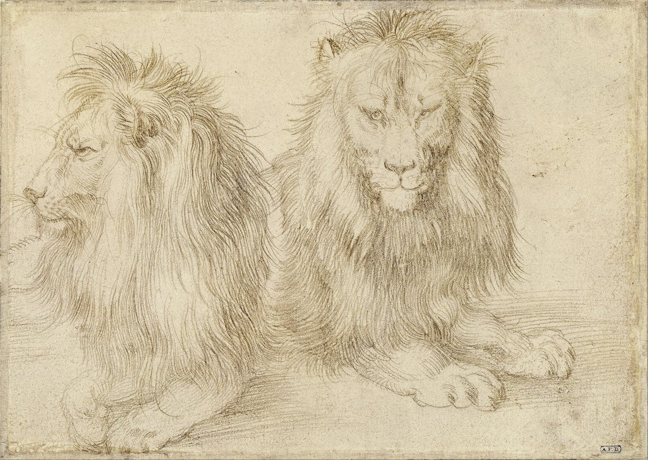 Deux lions assis - Albrecht Dürer