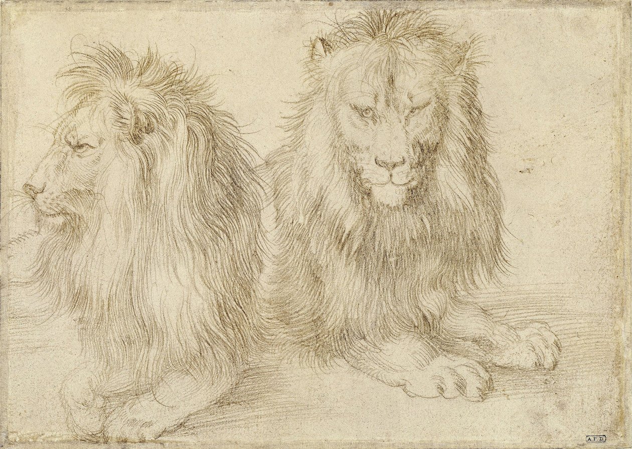 Deux lions assis, 1521 - Albrecht Dürer