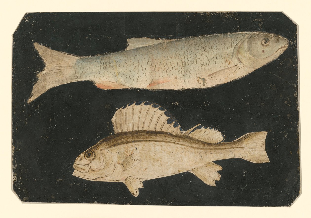 Deux poissons l