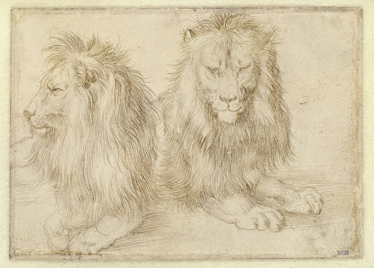 Deux lions couchés - Albrecht Dürer