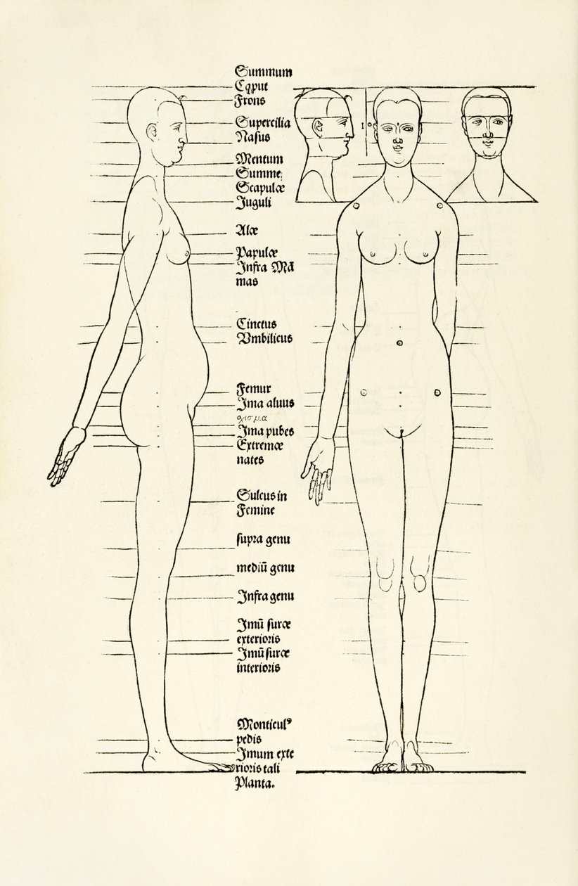 Gravure anatomique féminine de 