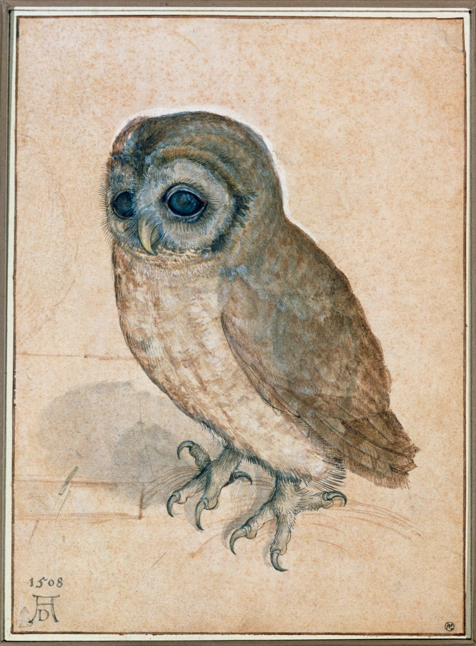 Kaeuzchen - Le petit hibou - Albrecht Dürer or Duerer