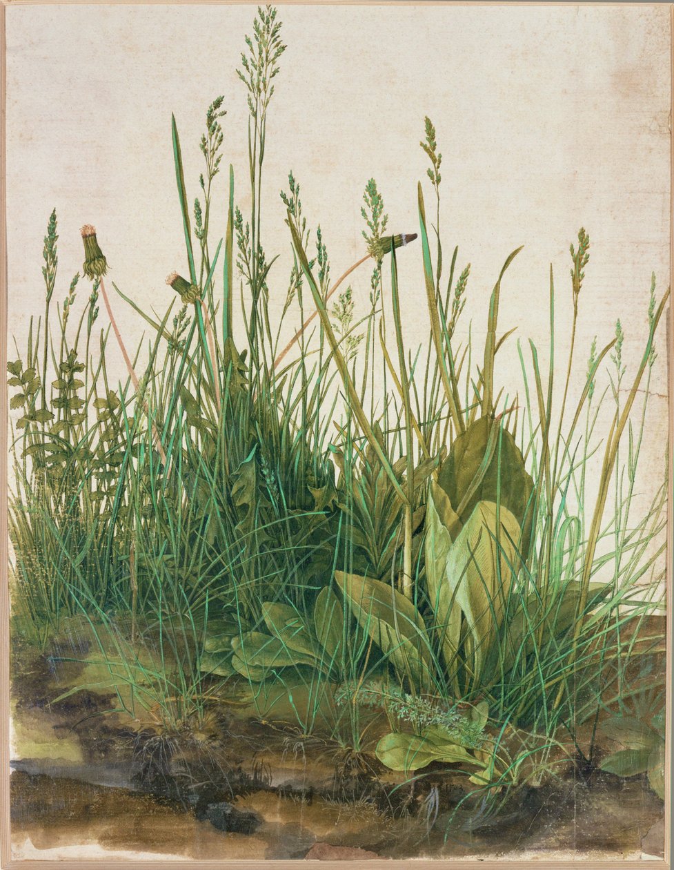 Grande motte de tourbe - Das grosse Rasenstueck - Albrecht Dürer or Duerer