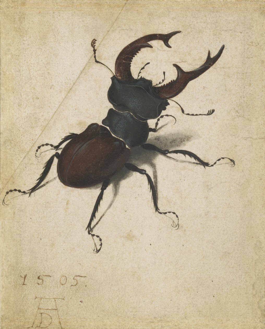 Cerf-volant - Albrecht Dürer