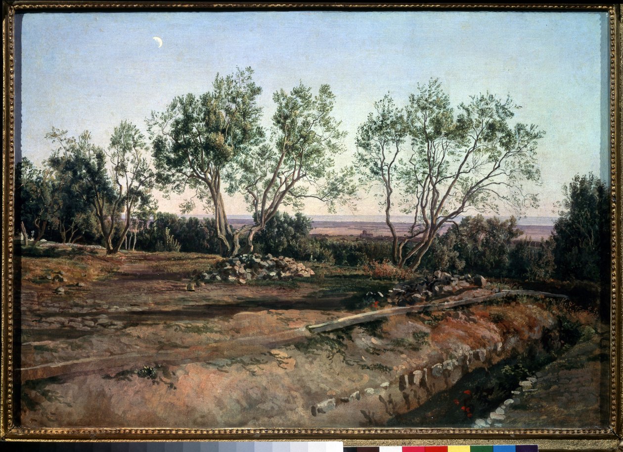 Oliviers près du cimetière d