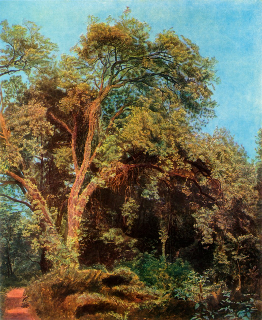 Arbre dans le parc, milieu du 19e siècle, 1965 - Aleksandr Ivanov
