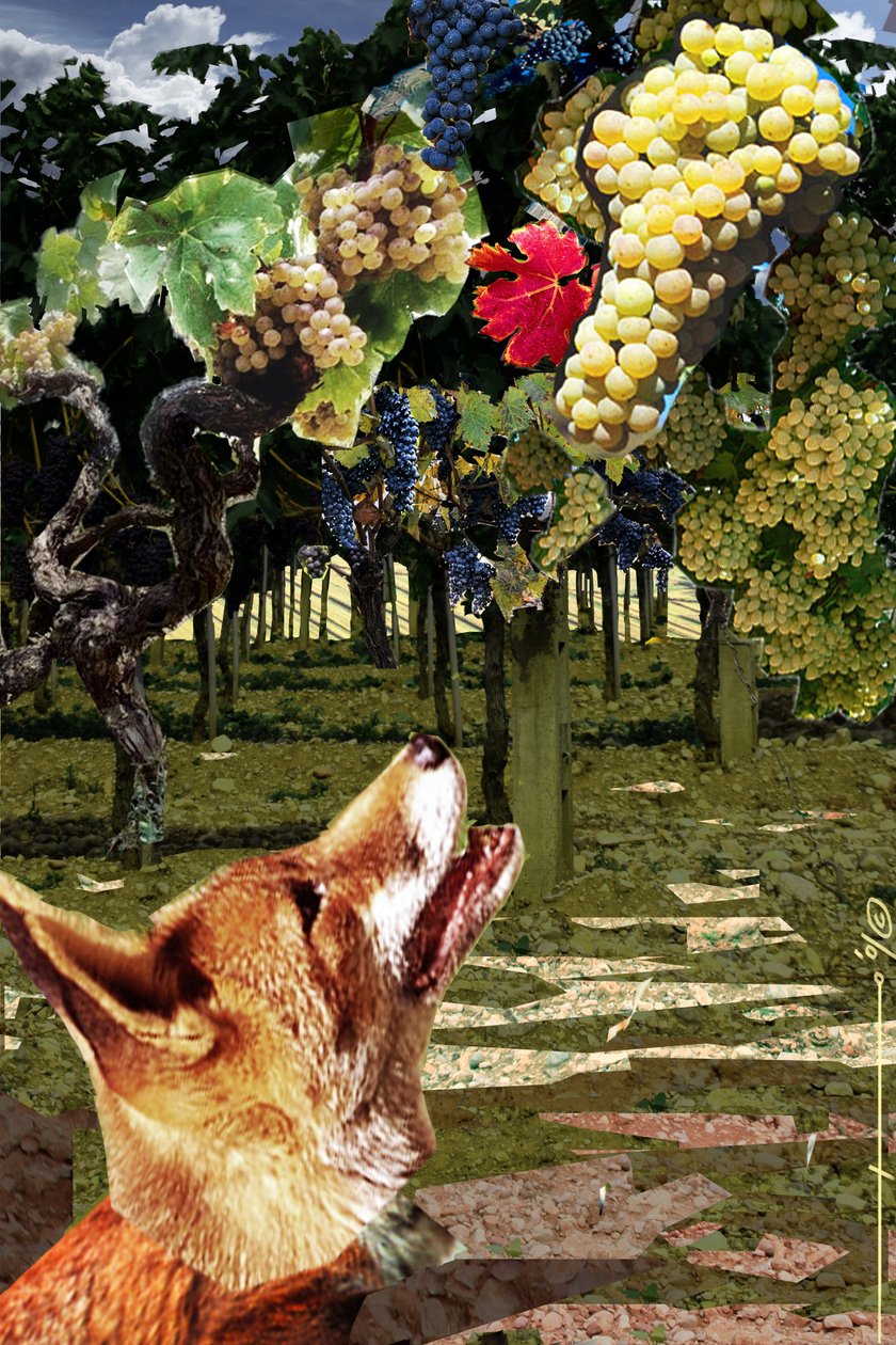 Le renard et les raisins Illustration pour la fable d
