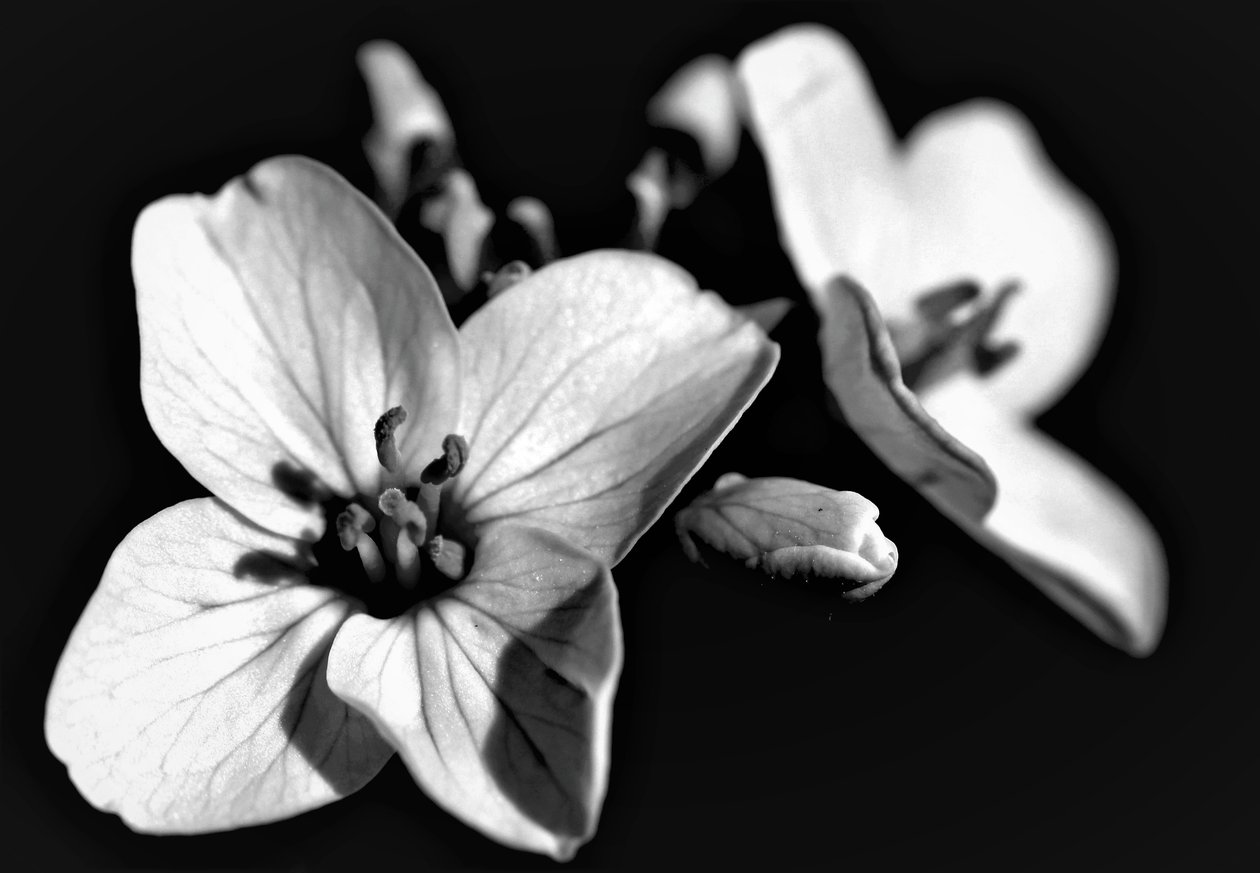 Composition naturelle, 2019 - Alex Caminker
