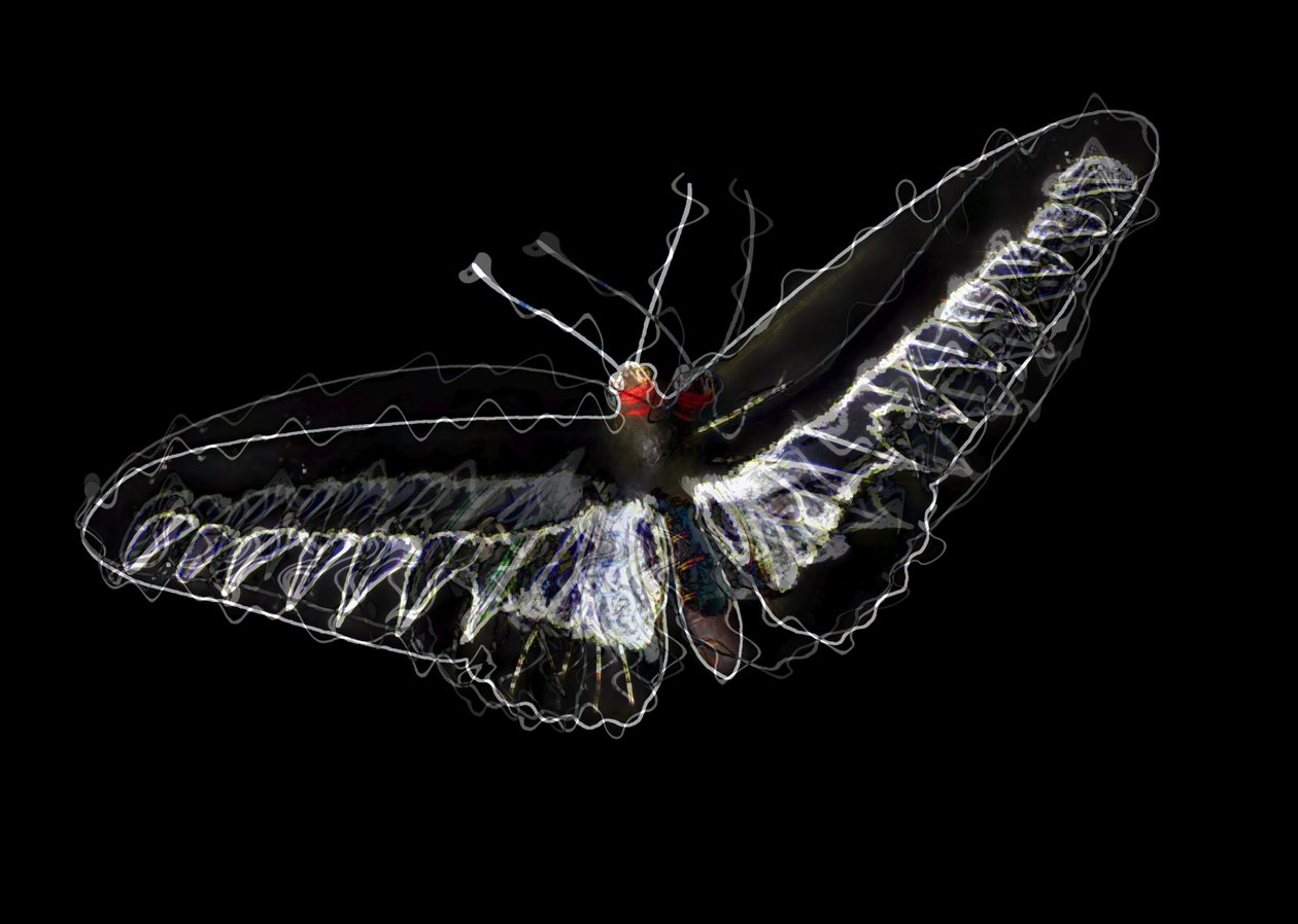 Papillon noir, 2020 - Alex Caminker
