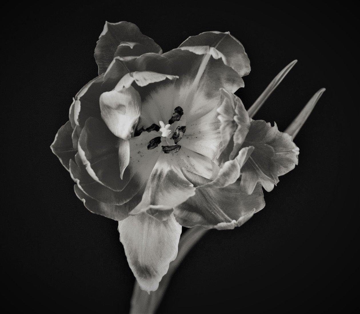 Géométrie des fleurs - Alex Caminker