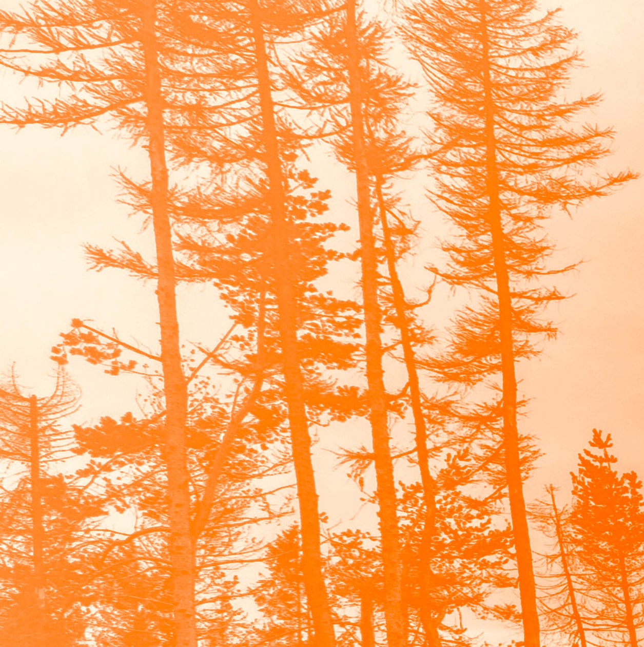 Si les arbres étaient orange, 2019 - Alex Caminker
