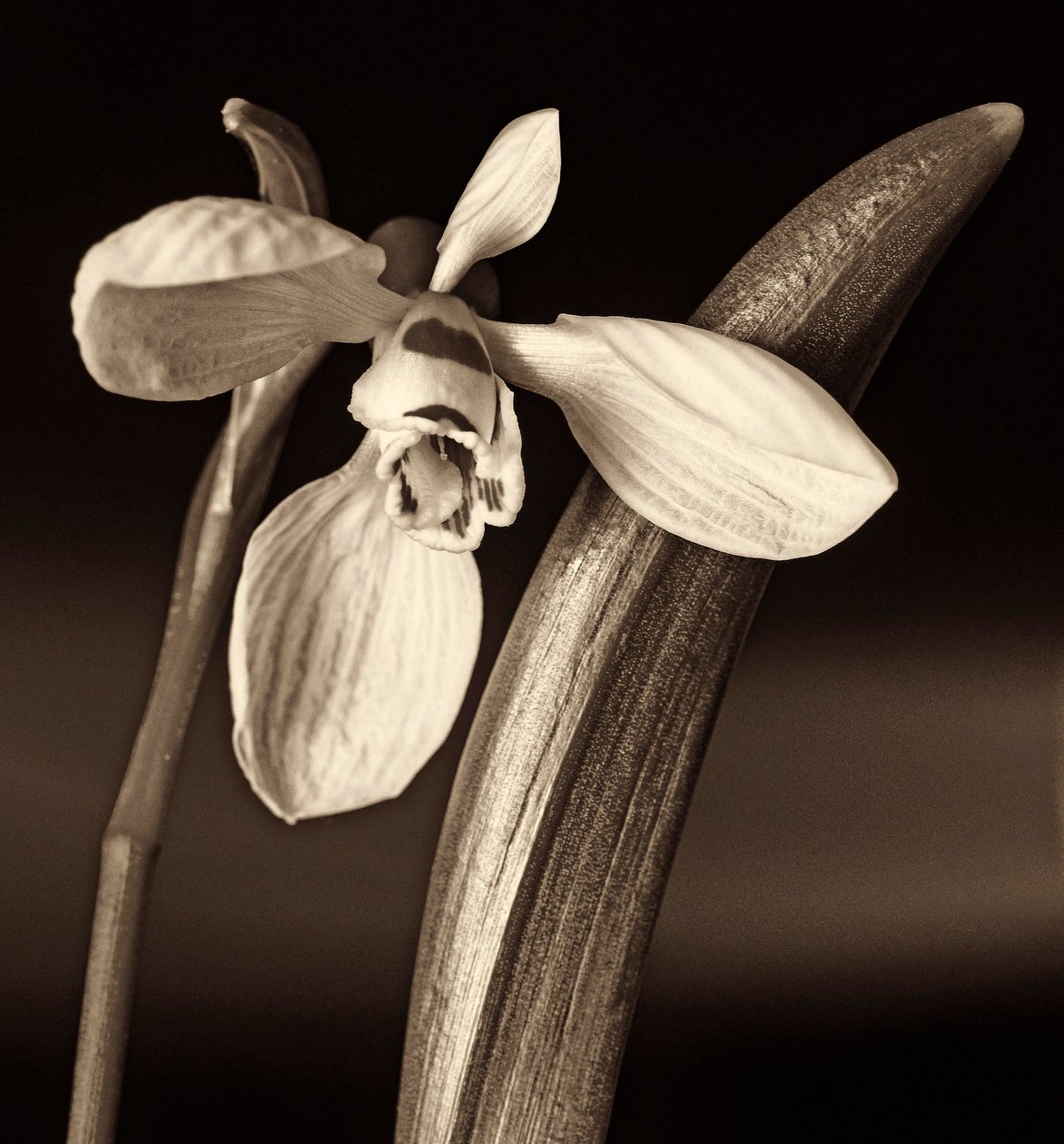 Composition de la nature - Alex Caminker