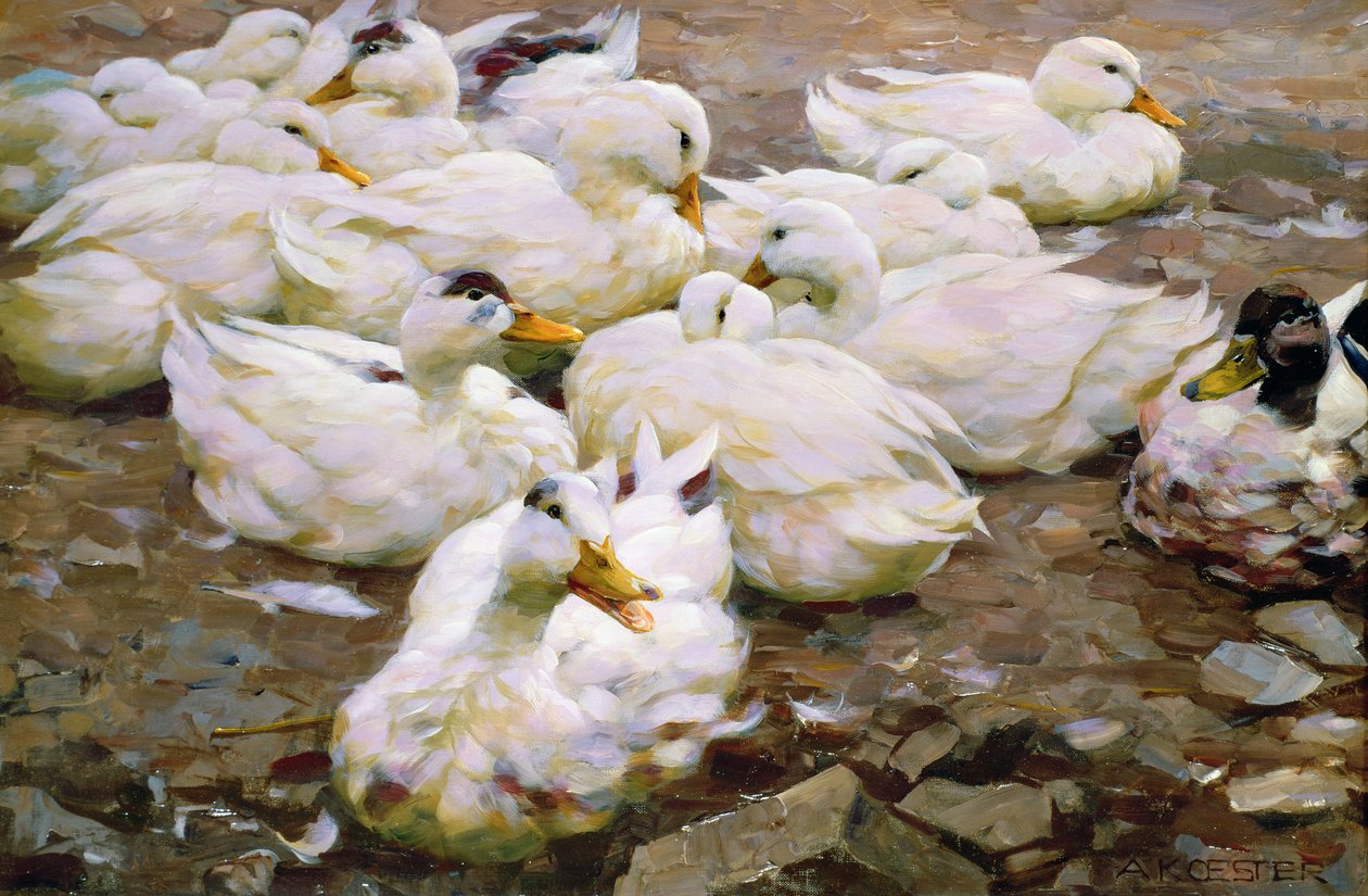 Canards sur un étang - Alexander Koester