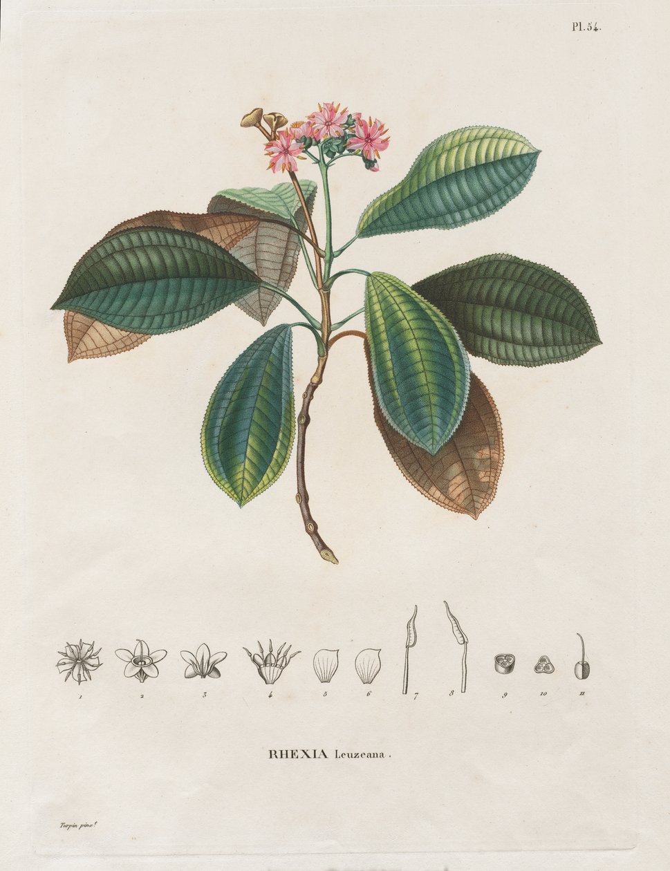 Voyage aux Régions équinoxiales du nouveau continent, fait dans les années 1709 à 1804: Monographie des mélastomacées: No. 54 - Alexander, Freiherr von Humboldt