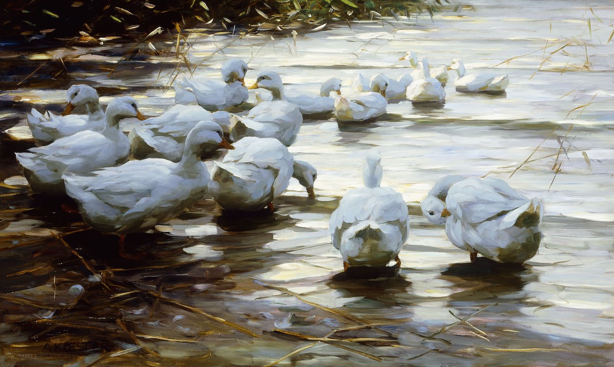 Canards dans l