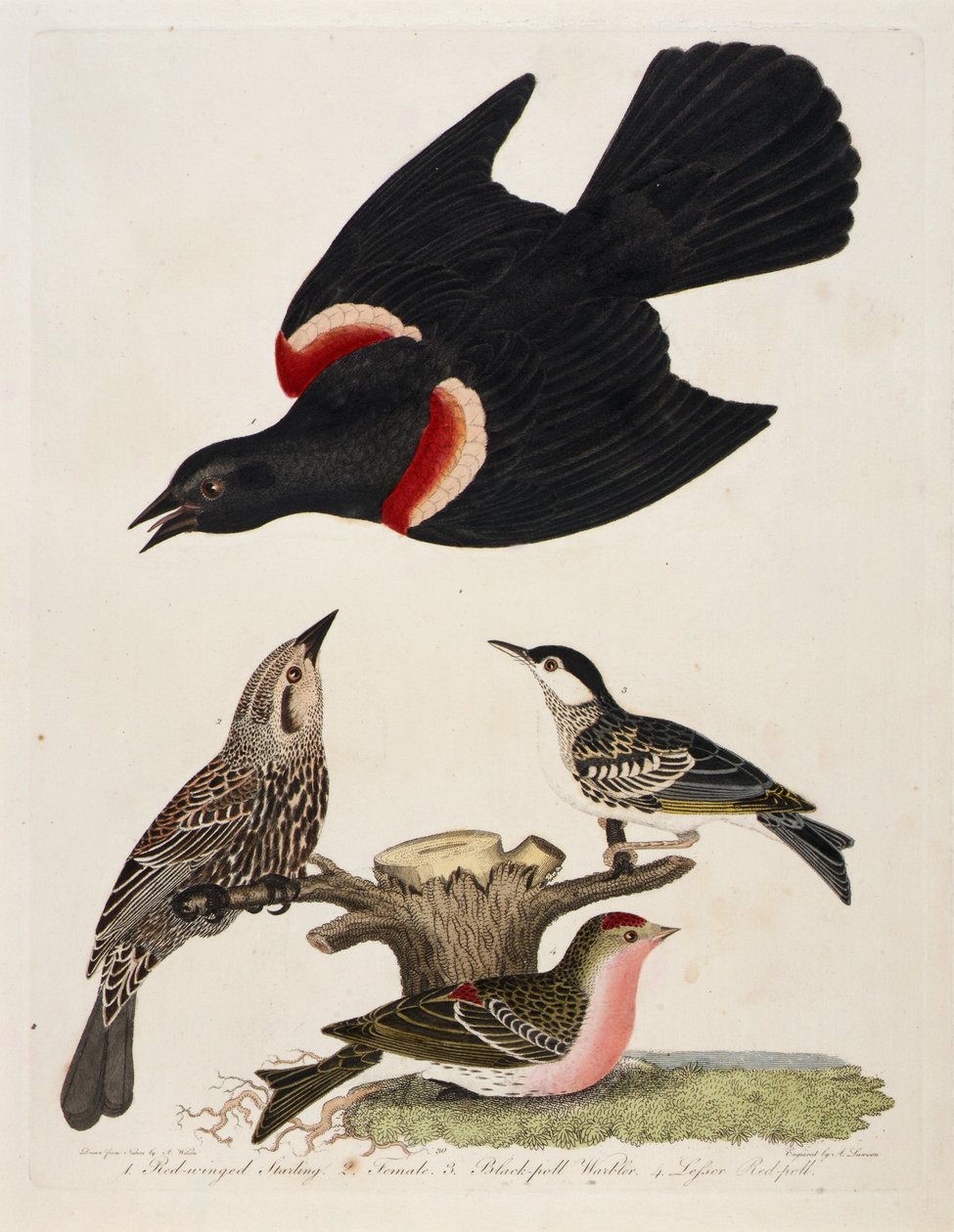 1. Étourneau à ailes rouges. 2. Femelle. 3. Fauvette à tête noire. 4. Sizerin flammé - Alexander Lawson
