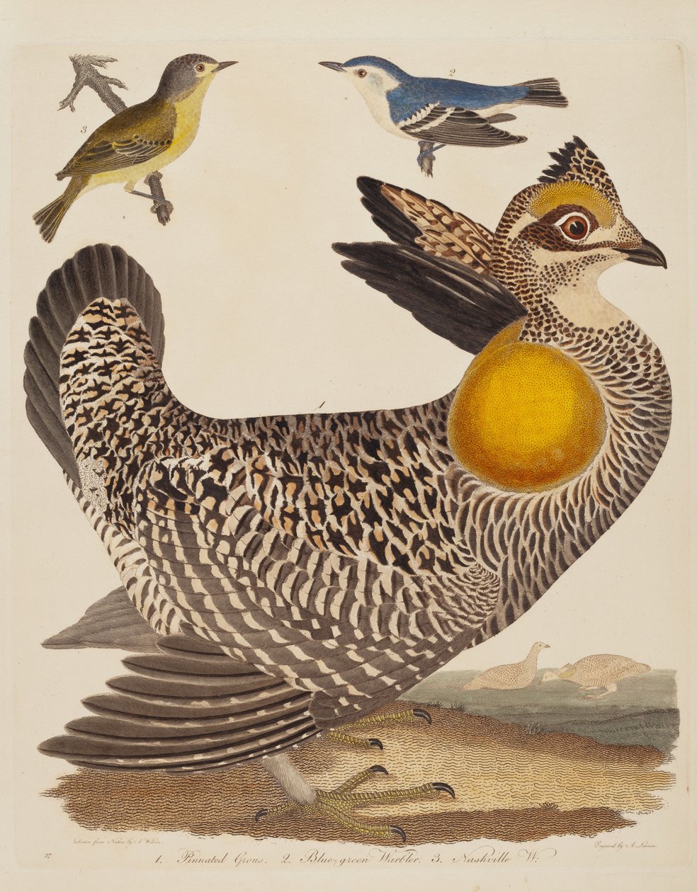 Gélinotte huppée, Paruline bleu-vert et Paruline de Nashville, publié 1808-1814 - Alexander Lawson