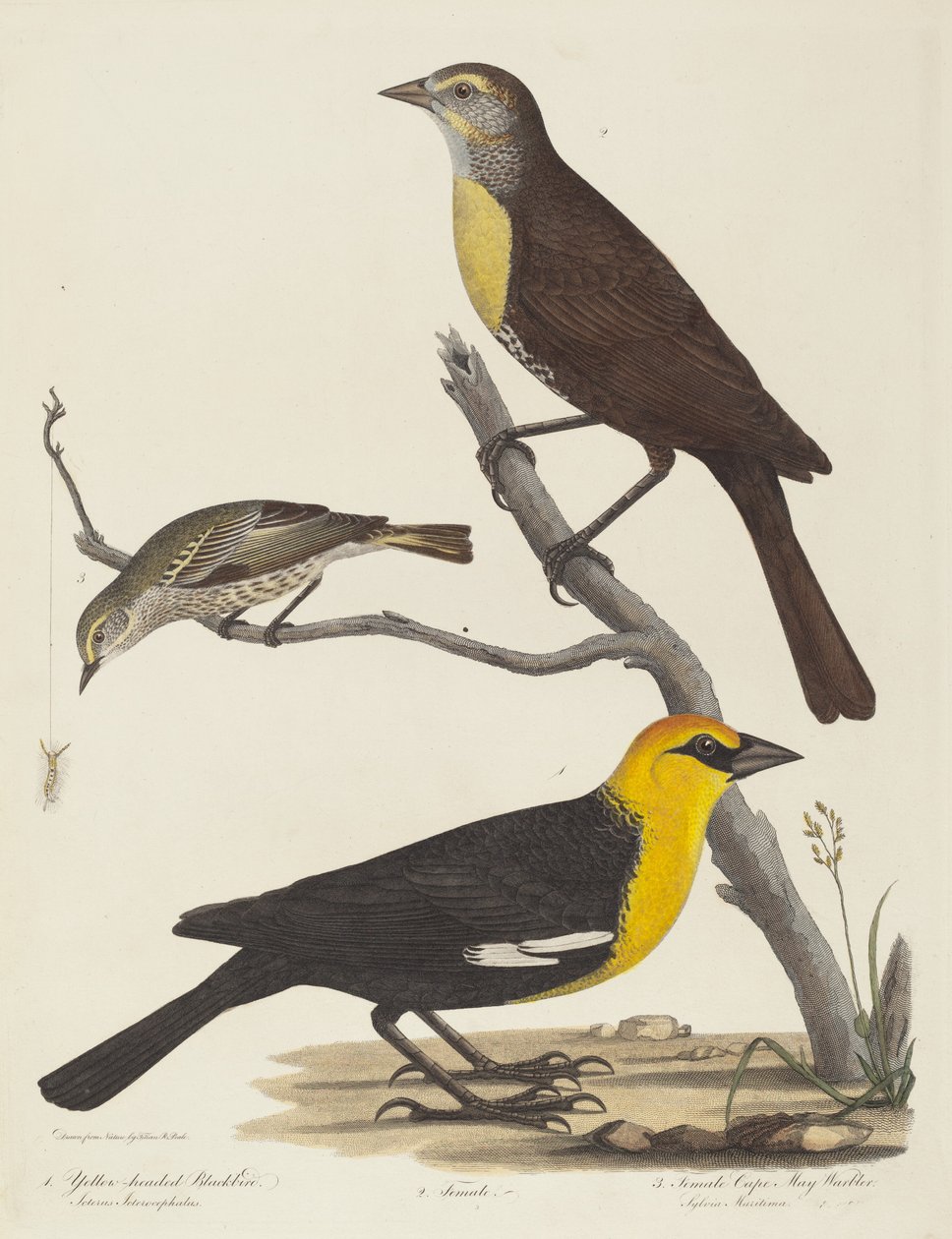 Carouge à tête jaune, Merle femelle et Paruline de Cape May femelle - Alexander Lawson