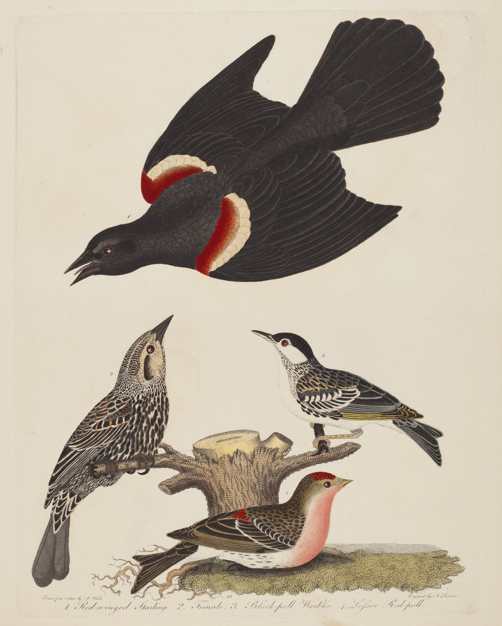 Étourneau à ailes rouges, Étourneau femelle à ailes rouges, Paruline à calotte noire et Sizerin flammé - Alexander Lawson after Alexander Wilson