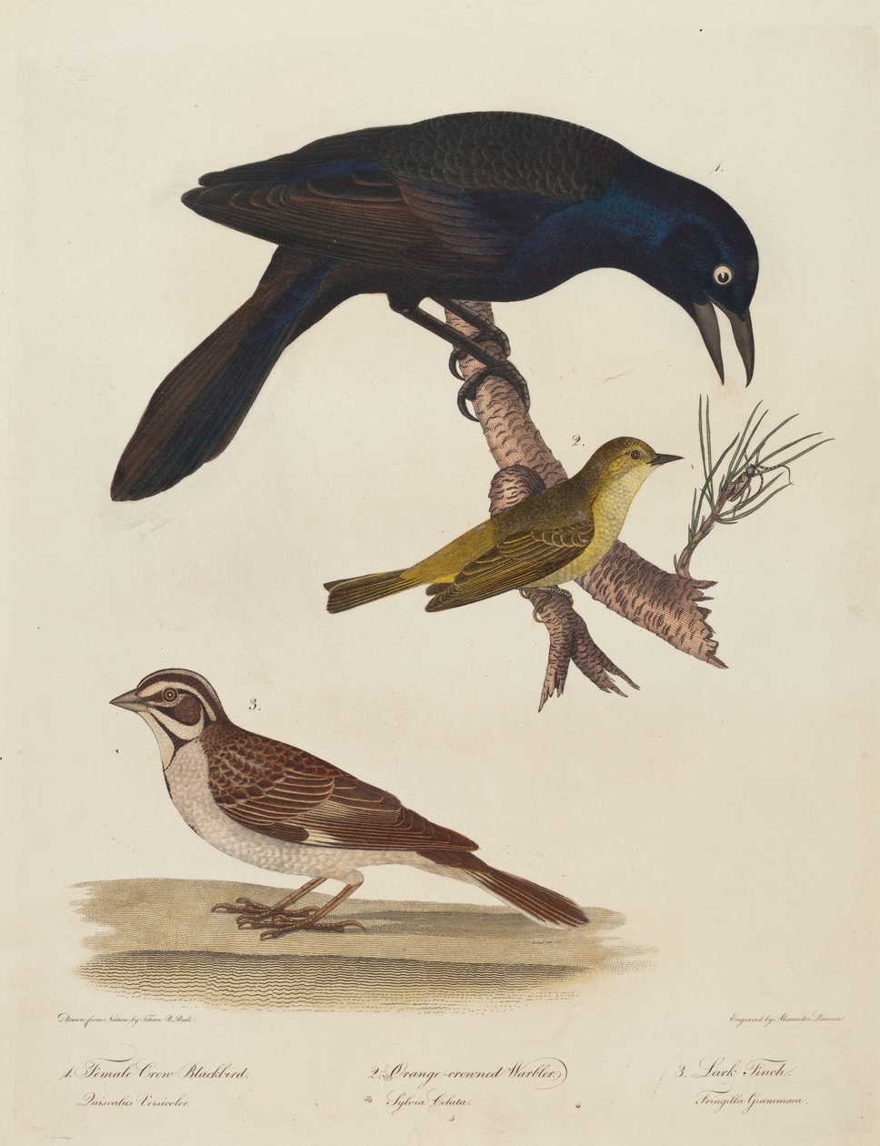 Femelle Merle Noir, Paruline à Couronne Orange, Bruant des Prairies - Alexander Lawson after Titian Ramsay Peale