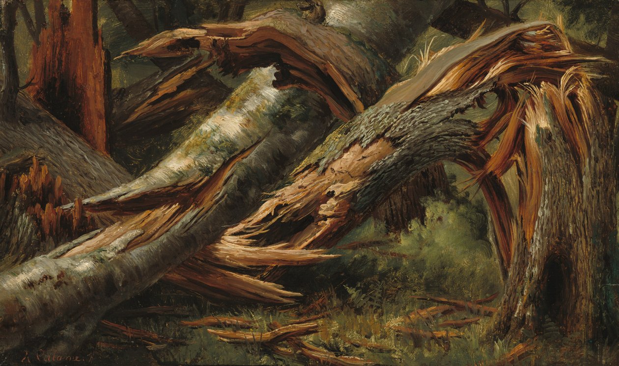 Arbre tombé - Alexandre Calame