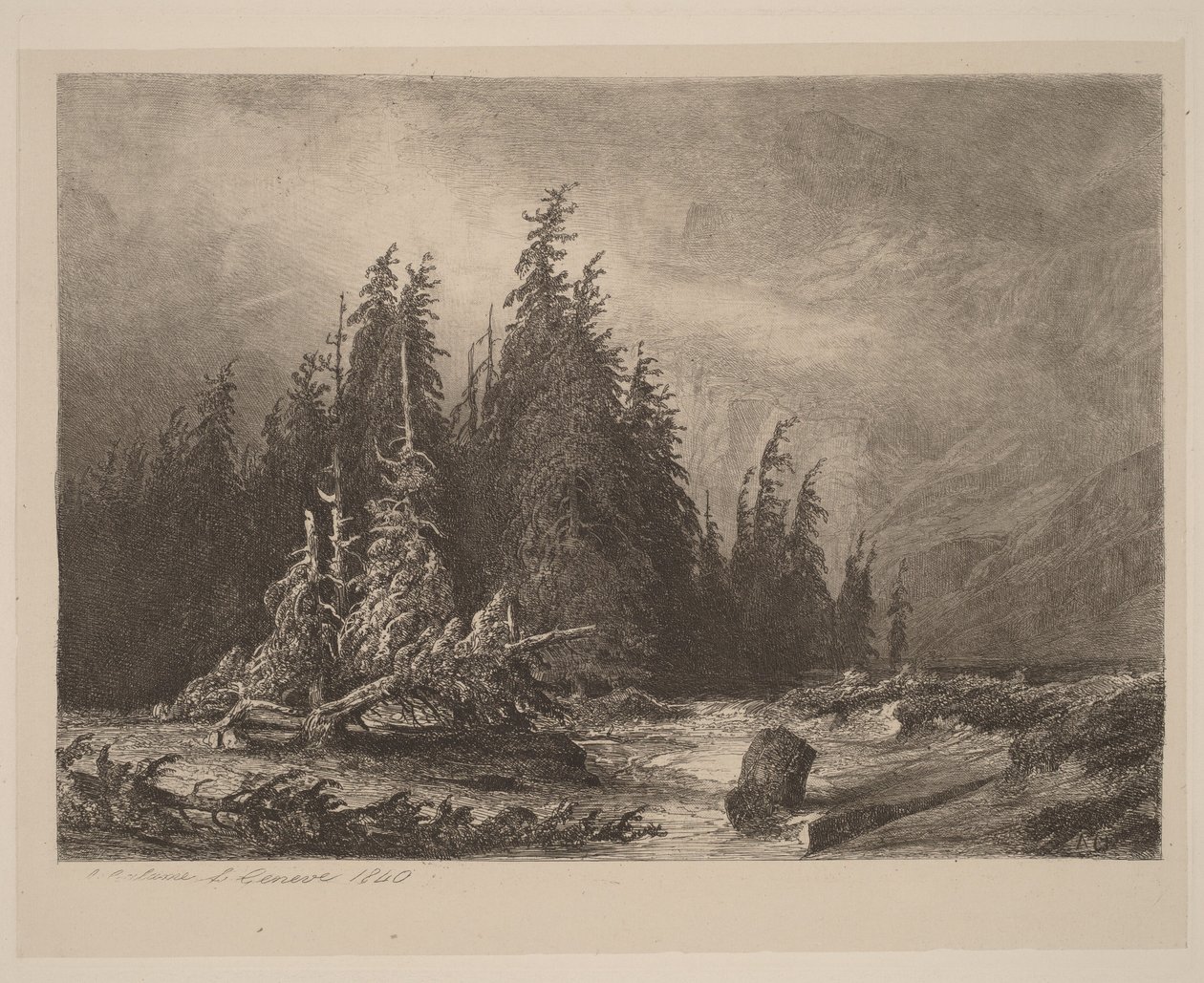 Pins de montagne - Alexandre Calame