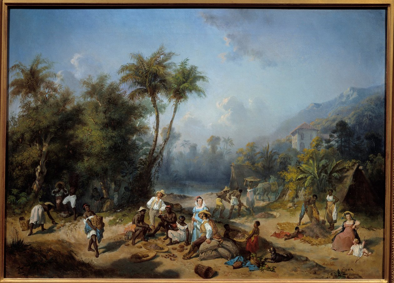 Une plantation de cacao aux Antilles - Alexandre Solde