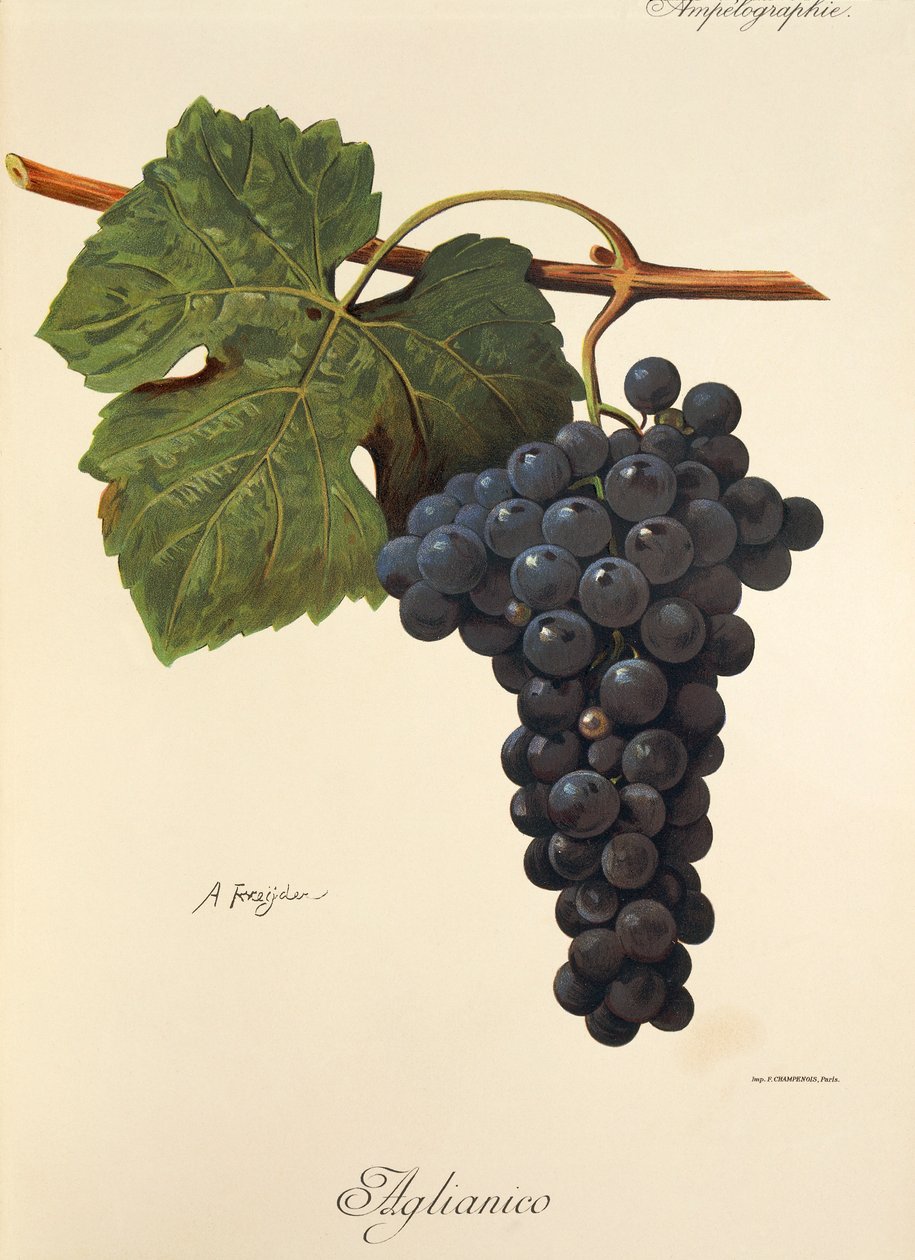 Aglianico - Alexis Kreyder