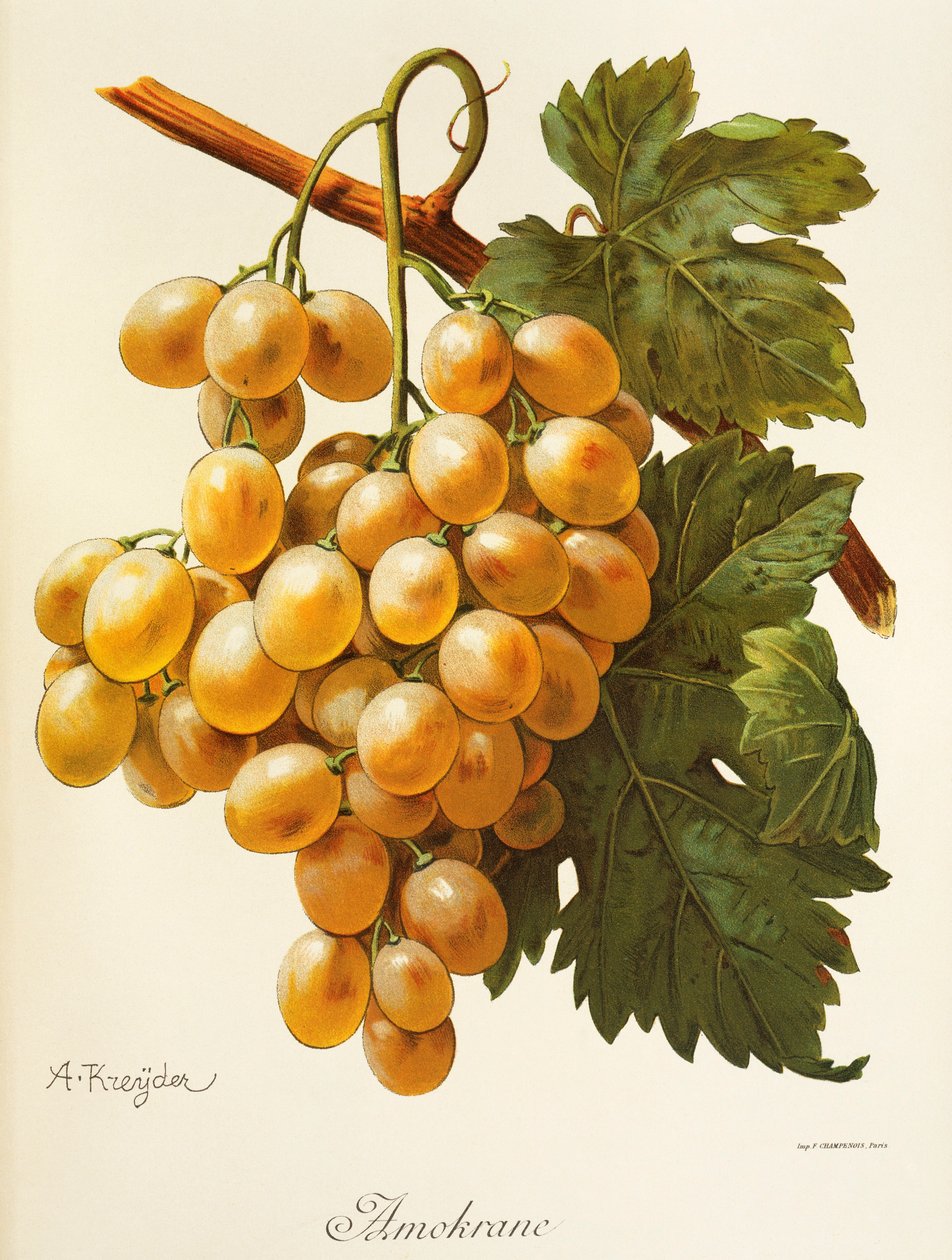 Raisin Amokrane - Alexis Kreyder