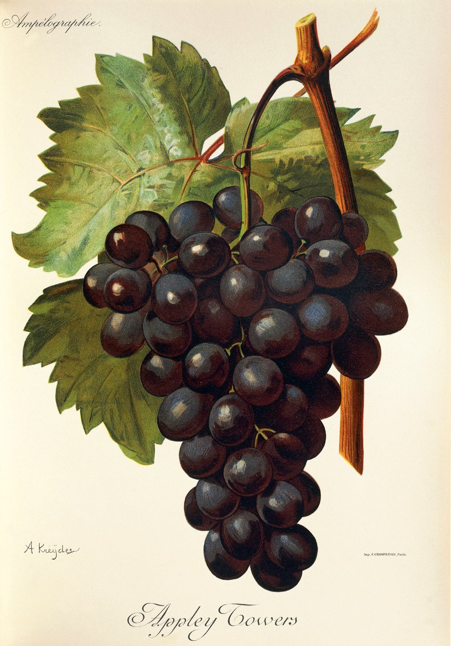 Raisin Appley Towers. Illustration par A. Kreyder, Pessione, de Traité Général de Viticulture. Ampélographie - Alexis Kreyder