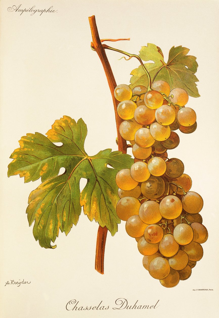 Chasselas Duhamel - Alexis Kreyder
