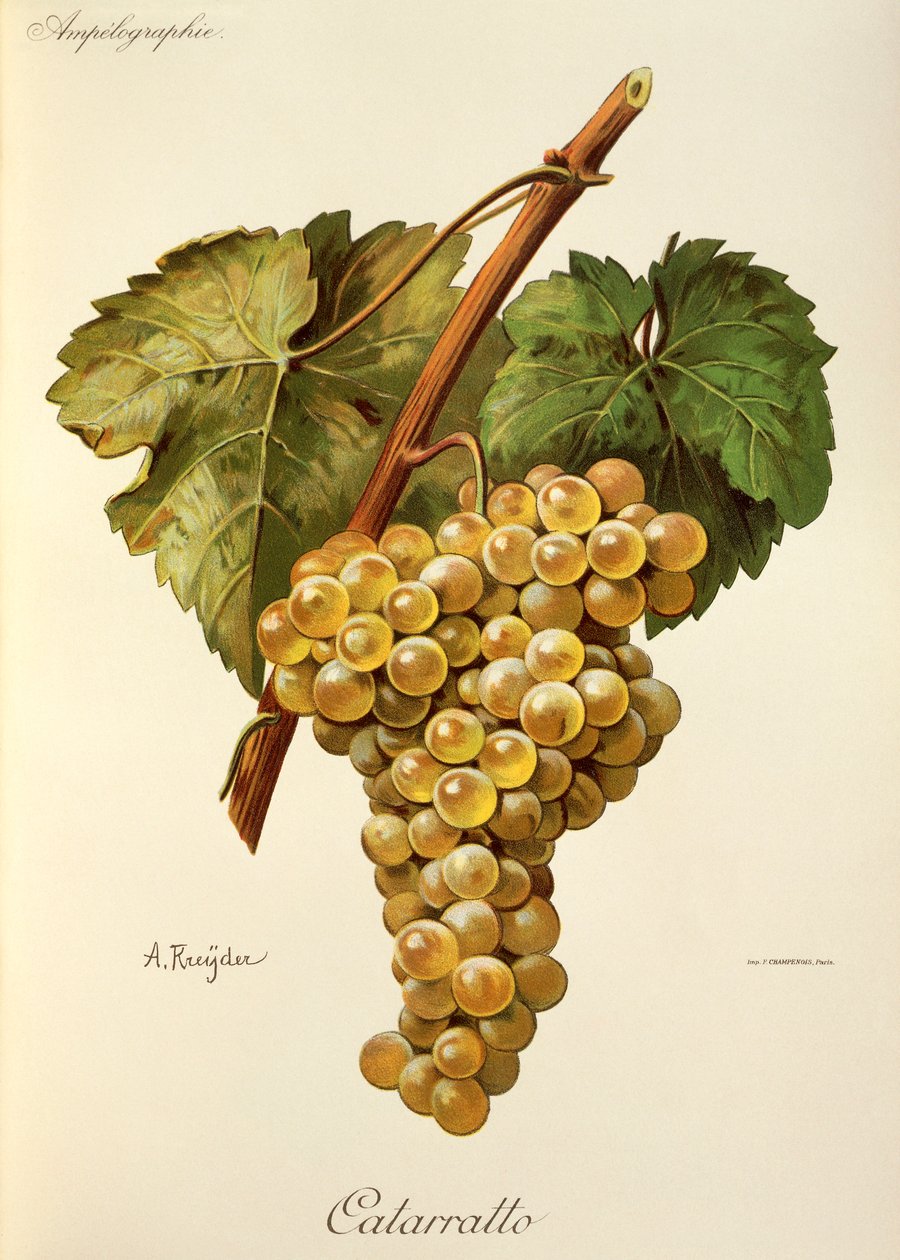 Raisin Fiano par A. Kreyder - Alexis Kreyder