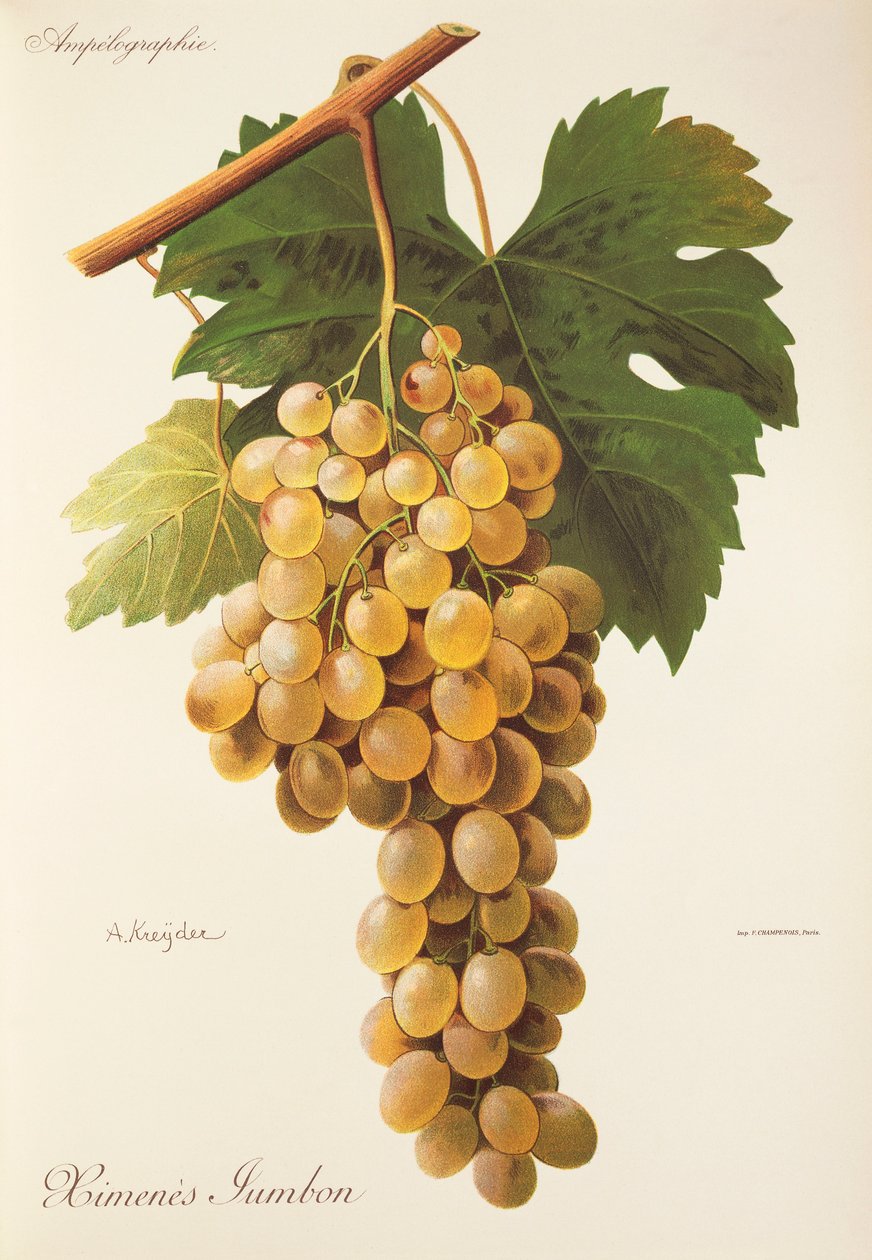 Raisin Himenes Jumbon - Alexis Kreyder