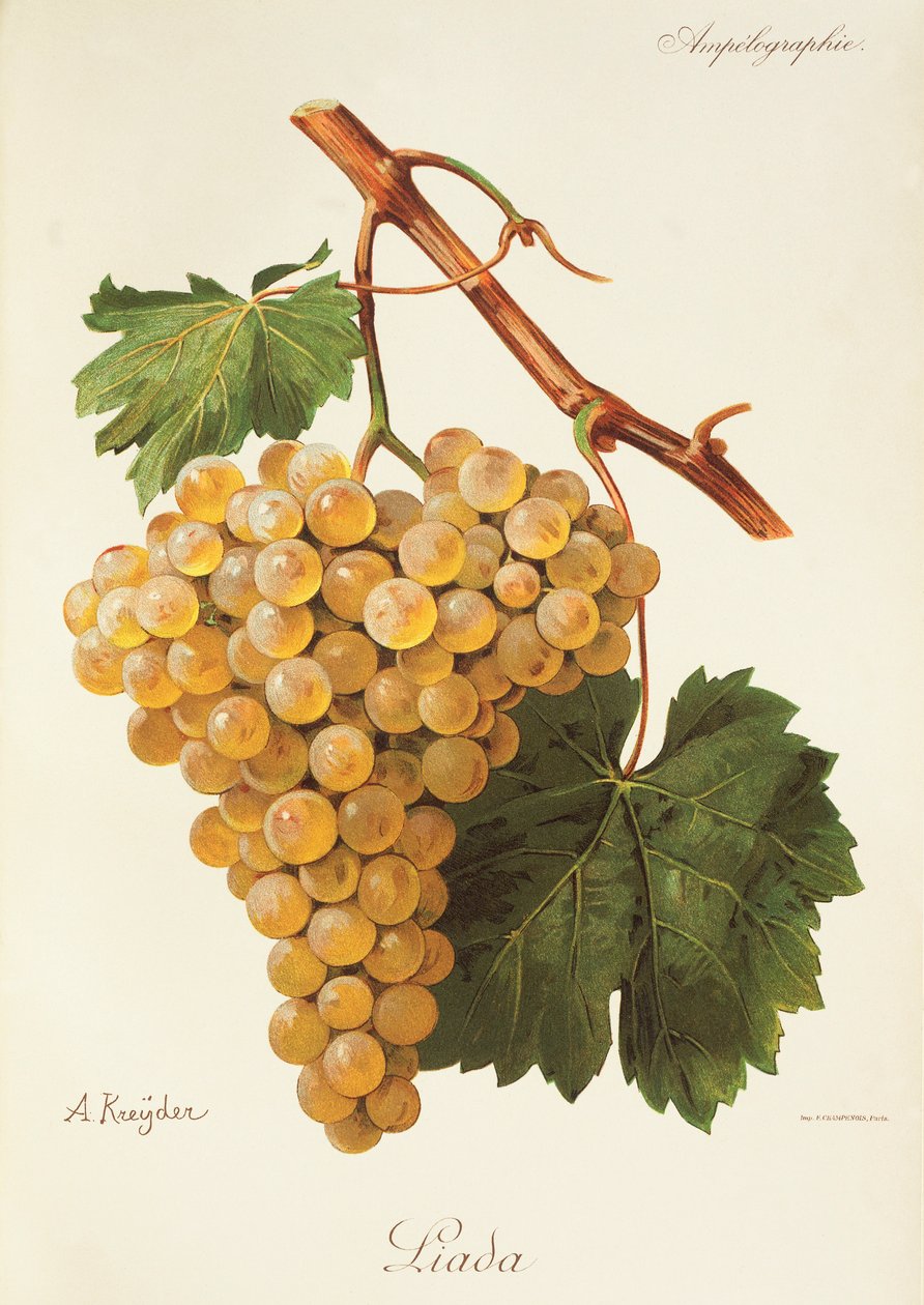 Raisin Liada - Alexis Kreyder