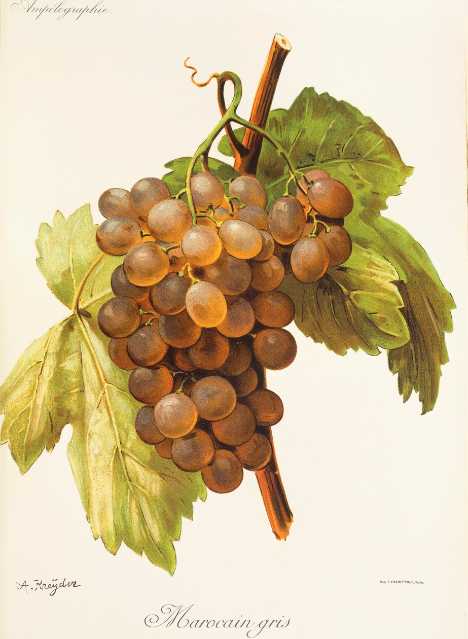 Marocain Gris - Alexis Kreyder
