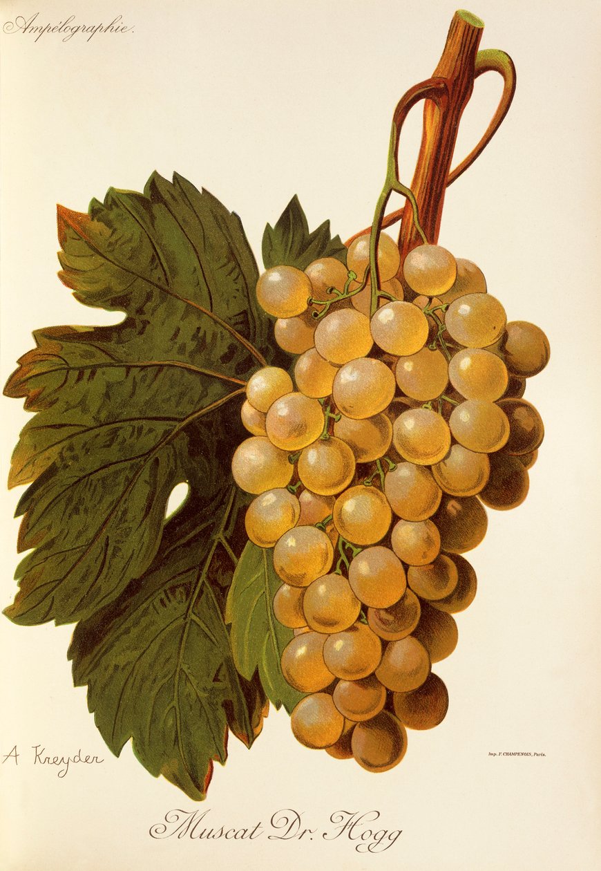 Muscat Dr. Hogg - Alexis Kreyder