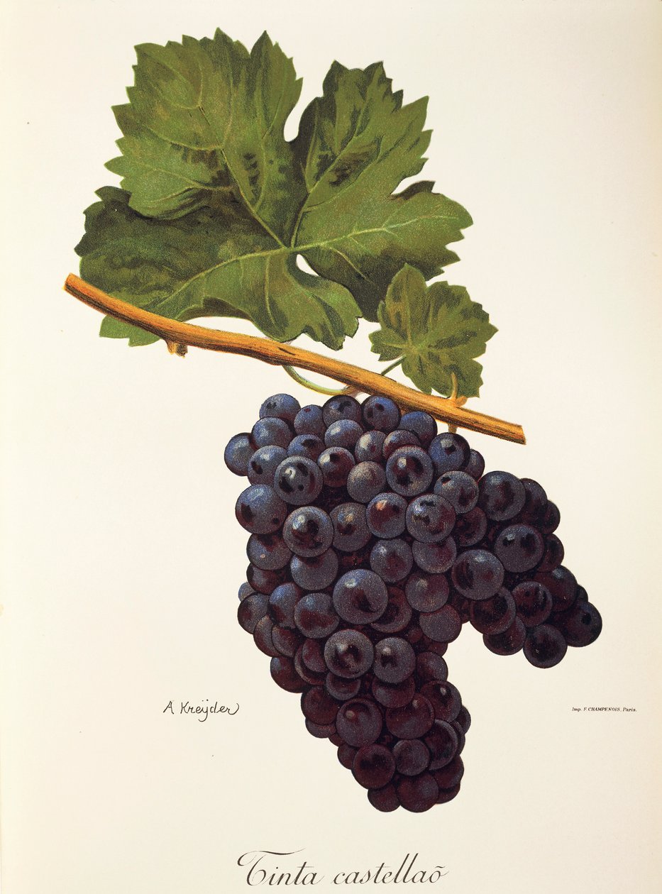 Raisin Tinta Castellao par A. Kreyder - Alexis Kreyder