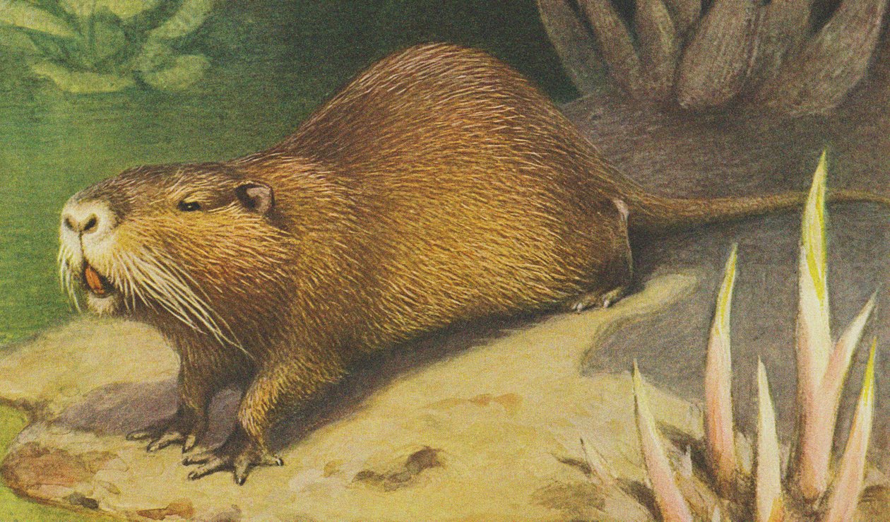 Coypu c.1900 - Alfred Brehm
