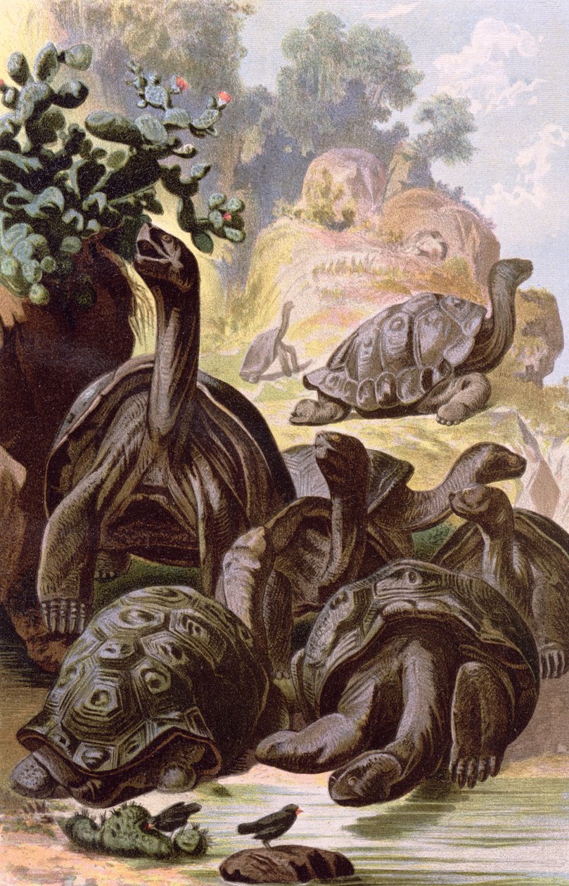 Tortues Géantes des Îles Galápagos, d