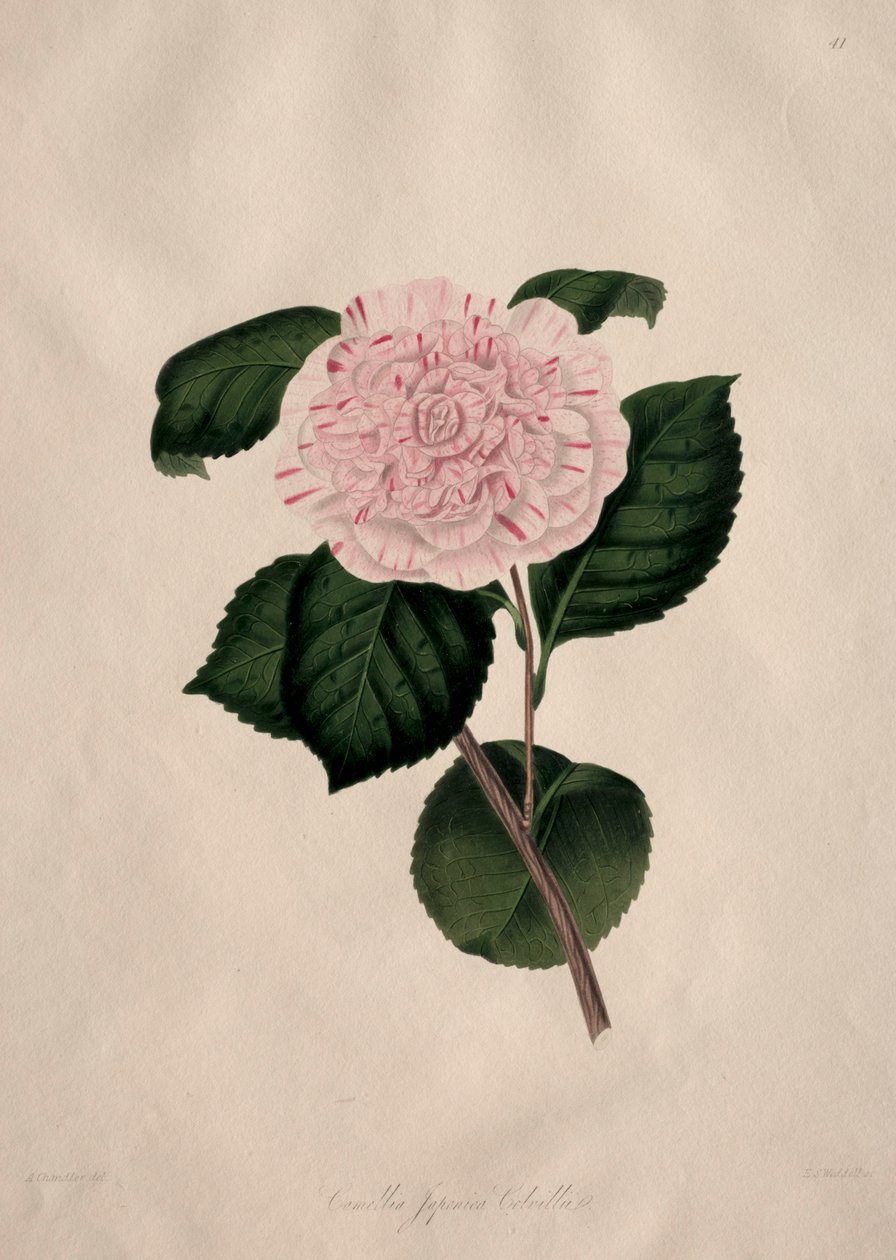 Illustrations et descriptions de...l