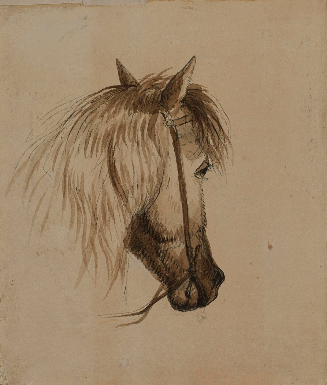 Tête de cheval - Alfred Jacob Miller
