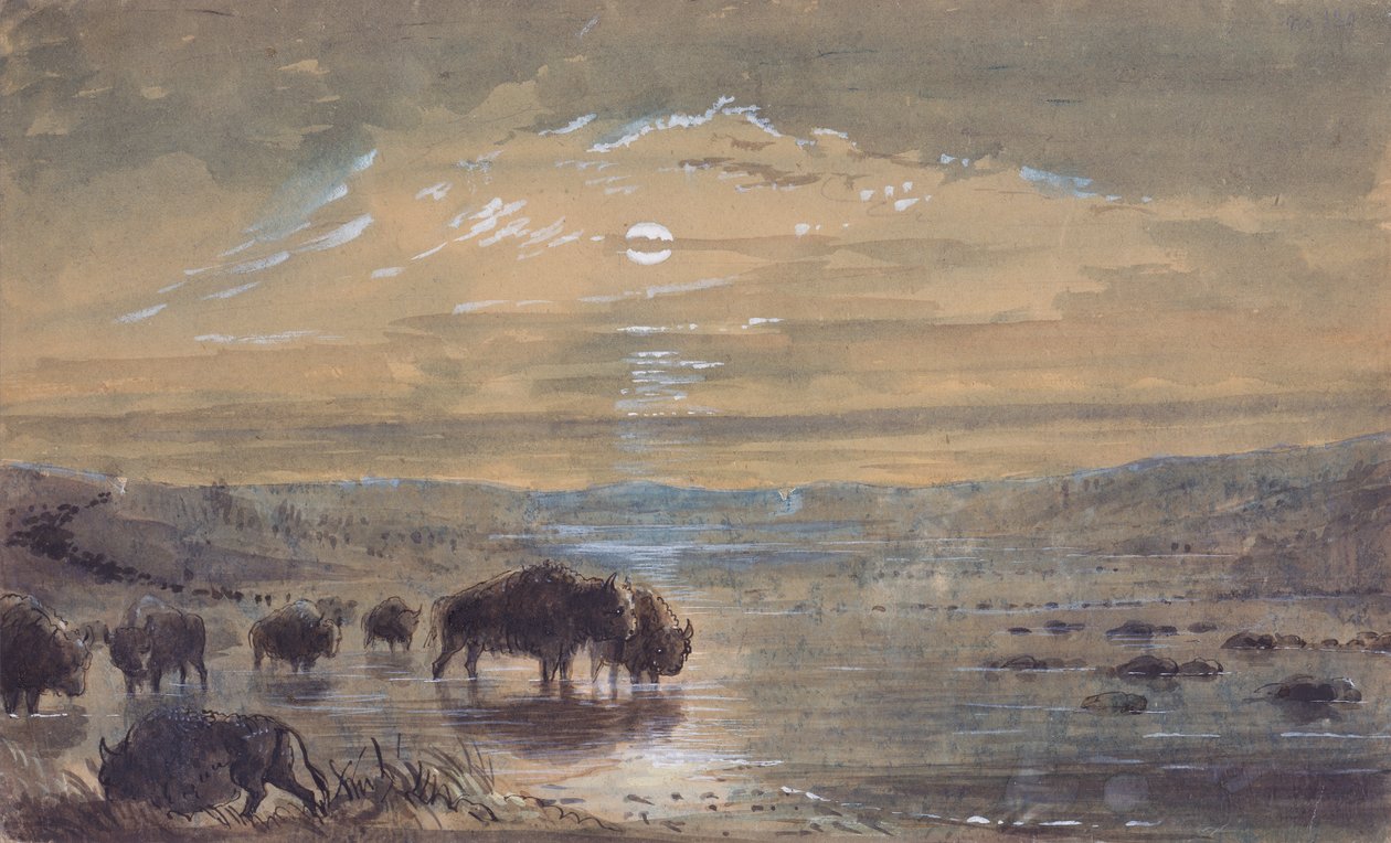 Scène nocturne, bisons dans la prairie, c.1837 - Alfred Jacob Miller